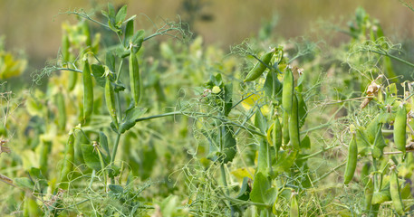 Mature pods of peas, yellow, ready to harvest