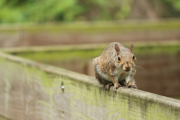 Squirrel on the Boardwalk