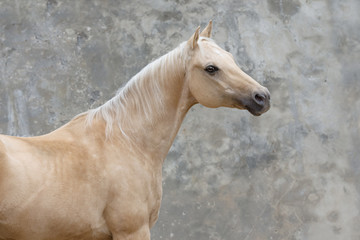 Palomino horse portrait on light background isolated - obrazy, fototapety, plakaty
