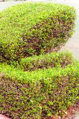 Clipped shrub  in the tropical park of northern India