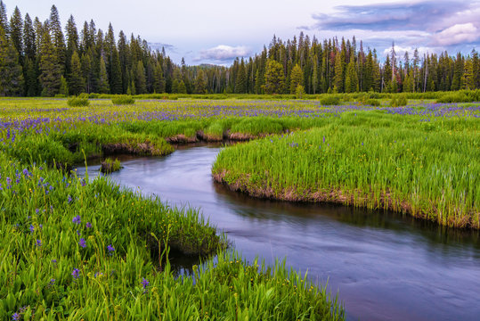 Packer Meadows at Lolo Pass on the Idaho/Montana border