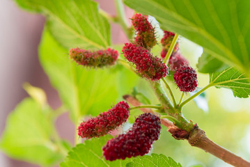 Mulberry and leaves on a tree, mulberry have Red and black color it good health berry fruit