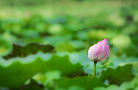 Lotus flower in a large pond, selective focus with blurred background for copy space