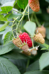 Organic ripe red raspberries on the bush.