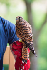Young falcon with his trainer