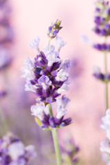 Lavender flowers.
