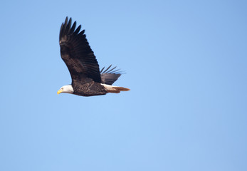 an eagle soars in blue sky