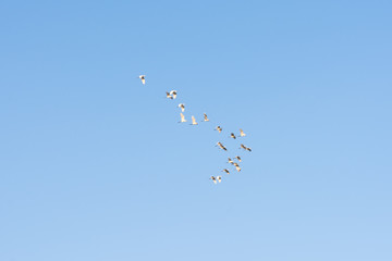 flock of birds against the sky with clouds