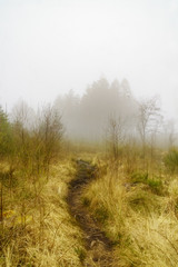 Nebeltag während des Frühlings im Hohen Venn
