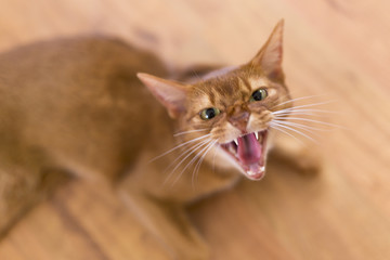 Angry yellow cat