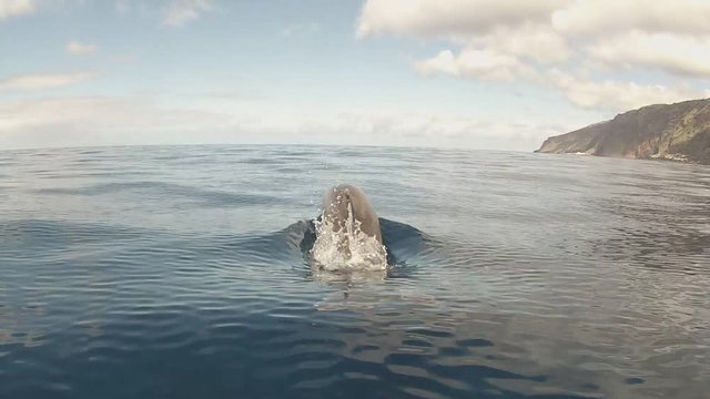 Delphin 