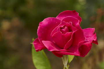 rose 6