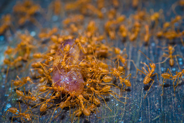 group red ants walking on the tree and table to success, teamwork concept