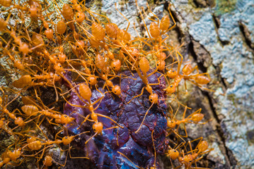 group red ants walking on the tree and table to success, teamwork concept