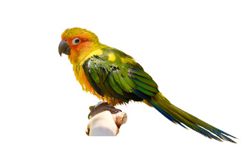 Fototapeta premium The parrot on branch.
