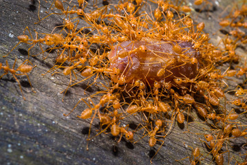 group red ants walking on the tree and table to success, teamwork concept
