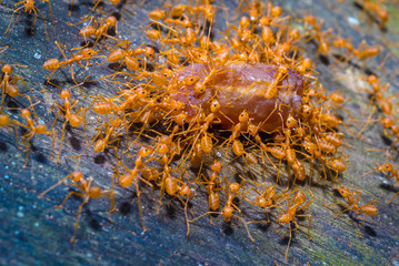 group red ants walking on the tree and table to success, teamwork concept