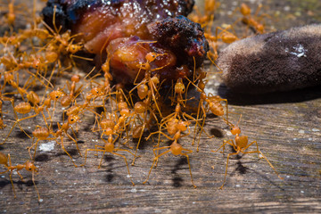 group red ants walking on the tree and table to success, teamwork concept