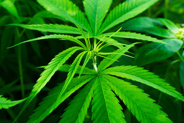 Marijuana plants growing naturally,No flowers