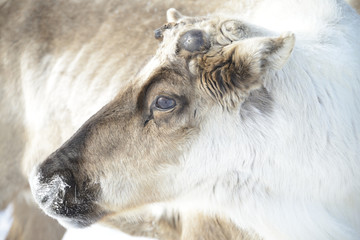 Fototapeta premium Северный олень