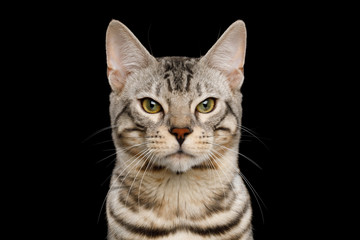 Portrait of Angry Bengal Cat, snow Fur with rosette, frowning eyes on isolated on Black Background, Front view