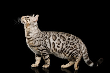 Playful Bengal Cat, snow Fur with rosette, on isolated on Black Background, Side view