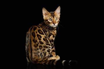 Bengal Kitten, gold Fur with rosette, Sitting and Looking back on isolated on Black Background with reflection