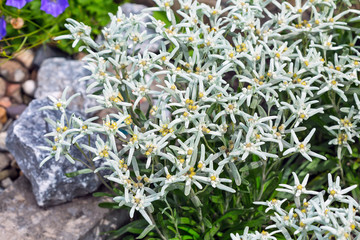 Edelweiss Alpine or Leontopodium ( lat. Leontopodium )