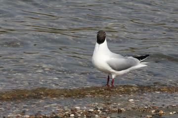 Lachmöwe am Ufer, Larus ridibundus 