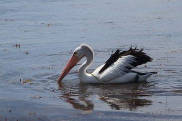 Australian pelican fishing in its natural environment