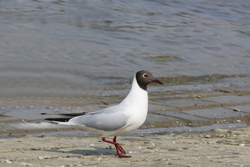 Lachmöwe am Ufer, Larus ridibundus 