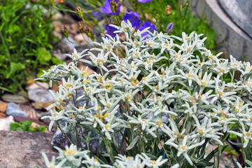 Edelweiss Alpine or Leontopodium ( lat. Leontopodium )