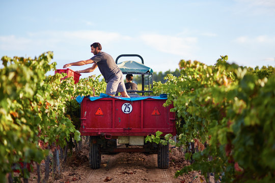 Young man harvesting grapes in a tractor