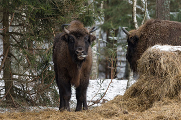 European Bison (Aurochs, Bison Bonasus ) Licks Itself With Tongue. European Bison ( Wisent ) With...