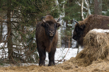 European Bison ( Wisent, Aurochs, Bison Bonasus ) Standing Near Haystack And Looks At You Against The Backdrop Of Winter Forest. Brown Bison ( Aurochs) Standing Near The Feeding Platform