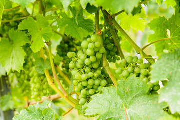 Reife Wein Reben am Strauch bereit für die Ernte - Frostschaden