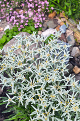 Edelweiss Alpine or Leontopodium ( lat. Leontopodium )