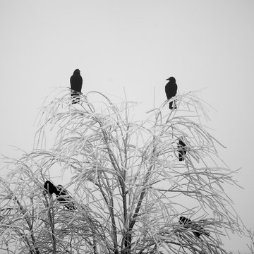 Crows in a frozen tree