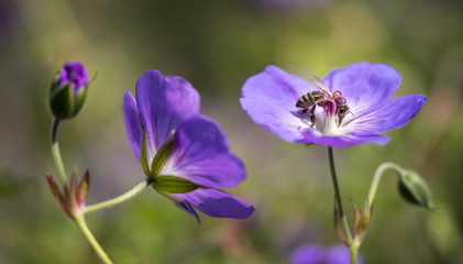 bee sucks honey from flower of violet garden geranium