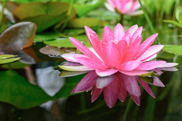 Seerose in Wasser im Teich mit Spiegelung 