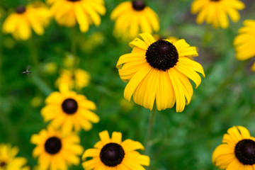 Nahaufnahme der gelben Blume