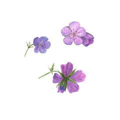 Botanical watercolor illustration of lilac geranium flowers isolated on white background