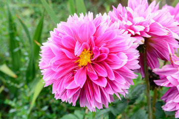 Schöne Blüte in lila von einer Pfingstrose