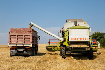 Fototapeta premium Combine harvester unloading wheat grain into trucks trailer on a bright summer day