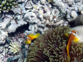 Pink anemonefish or pink skunk clownfish, Maldives