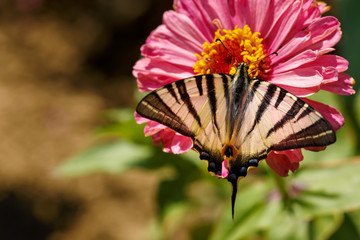 Macro of a Swallowtail Papilionidae butterfly on a pink Zinnia Elegans flower against blurred natural background on a bright summer day