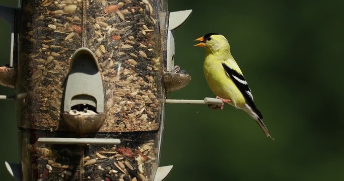 Beautiful male American Goldfinch eating at a bird feeder.