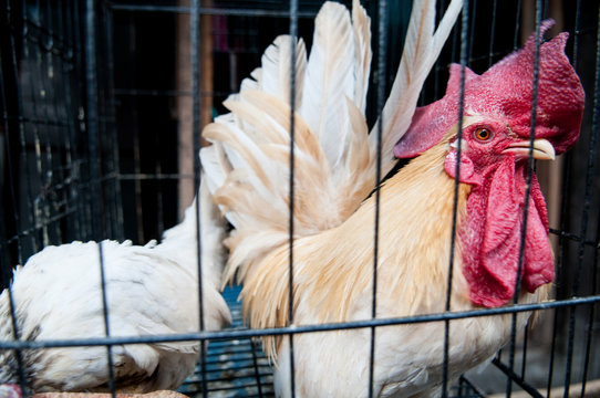 Caged rooster
