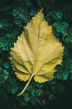 yellow leaf on the little green plant