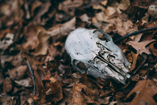 Closeup of animal skull on ground